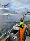 HEDERLIG OMTALE: Ole Christian Farstad forteller at de var tre generasjoner på snurrevadfiske. Her er det yngsteperson Erle som spretter rødspetter, mens måsene holder øye med godbitene. FOTO: Ole Christian Farstad